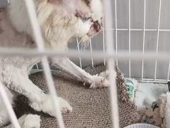 -圣宠动物医院·犬猫专科·影像中心·外科中心