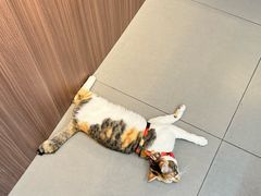 -Again Coffee Roaster(香蜜湖店)