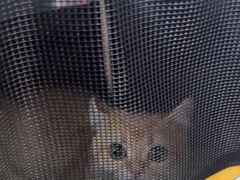 -爱侣宠医·鹦鹉专科·小型哺乳类·异宠专科(灵石路店)