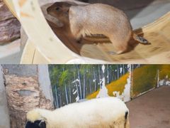 -正佳雨林生态植物园
