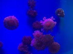 -芜湖新华联大白鲸海洋公园