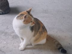 -猫里有甜
