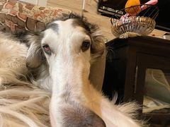 -暖阳宠物医院·犬猫康复中心·骨科
