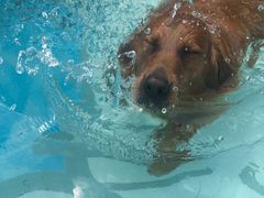 -汪说喵讲宠物乐园宠物酒店(红星美凯龙店)