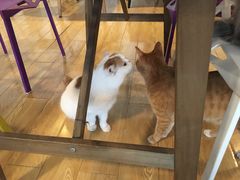 -Cappucimeow猫咪咖啡馆(韦伯时代店)
