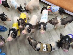 -猪盟咖啡店(玖洲道店)
