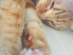 -Cappucimeow猫咪咖啡馆(韦伯时代店)