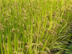 -楠溪江风景名胜区