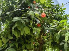 -南通洲际绿博园