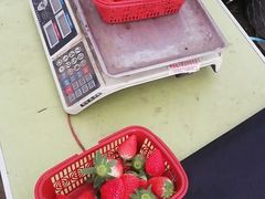 -喜杨洋草莓采摘园