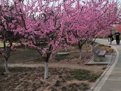 -石家庄市植物园