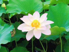 -蠡湖大桥公园