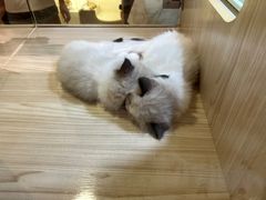 -屋虎猫馆(宝安大仟里店)