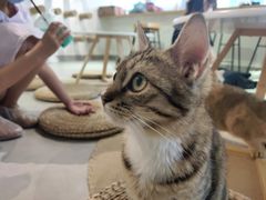 -Heymao猫咖.咖啡厅(东门店)