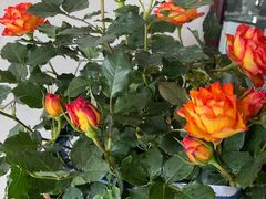 -双季花艺园艺市场(浦东店)