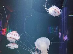 -成都浩海立方海洋公园