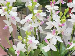 -双季花艺园艺市场(浦东店)