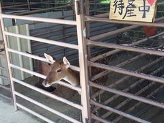 -鹿境梅花鹿生态园区