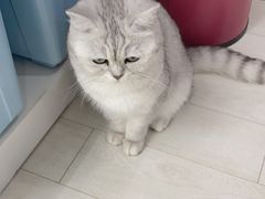 -喵的天空名猫咖啡馆·撸猫·猫舍·用品