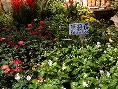 -曲阳花鸟市场(曲阳路店)