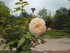 -滨河世纪广场公园