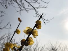 -无锡梅园公园