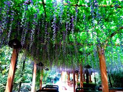 -山大王菌莊