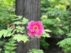 景点-景山公园