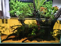 -ADA自然水景世界