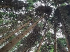 -齐岳山