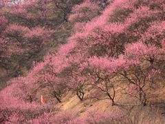 -新建村梅花