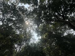 -野象谷景区