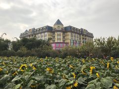 -百万葵园