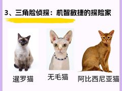 -lincat·猫舍(广州店)