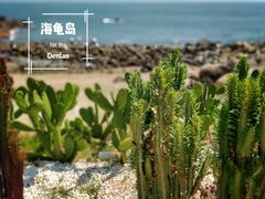 -广东惠东海龟国家级自然保护区