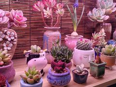 -花鸟鱼虫鲜花绿植市场(玉泉路店)