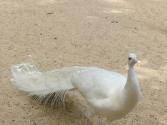 -秦皇岛野生动物园