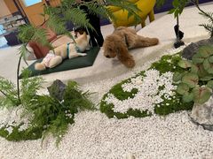 -帕帕拉兹宠物(亚洲旗舰店)