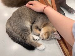 -共舞时光猫咖·狗咖(新街口店)