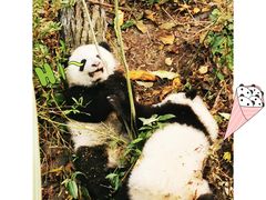 -成都大熊猫繁育研究基地