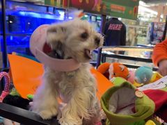 -宠物世家(仲盛世界商城店)