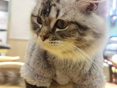 -绒爪撸猫下午茶·猫咖