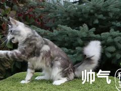 -70cat德文卷毛猫·缅因猫纯种猫舍