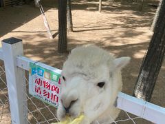 -杨柳青庄园