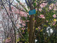 -南山植物园