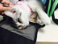 -纳吉亚猫专科动物医院博雅分院