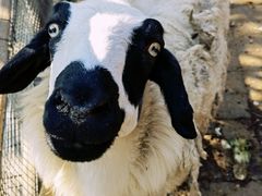 -北京鹿世界主题园