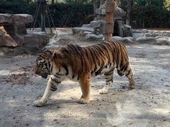 -上海野生动物园老虎餐厅