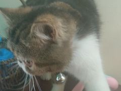 -李小姐の猫咖啡馆(五角场店)