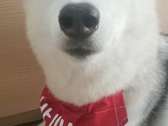 -Husky Go! 哈士奇体验馆·宠物咖啡厅狗咖